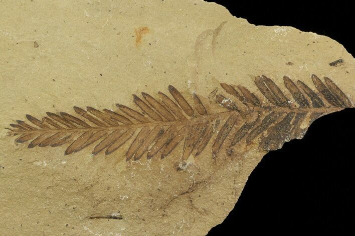 Metasequoia (Dawn Redwood) Fossil - Montana #79572